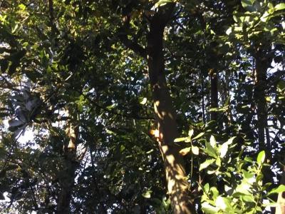 Wansley Manor - 16