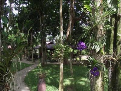 Lunda Orchid - 71