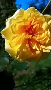 Panoramic - 44