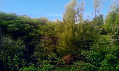 The Peridot Smart Tancha Ward - 14