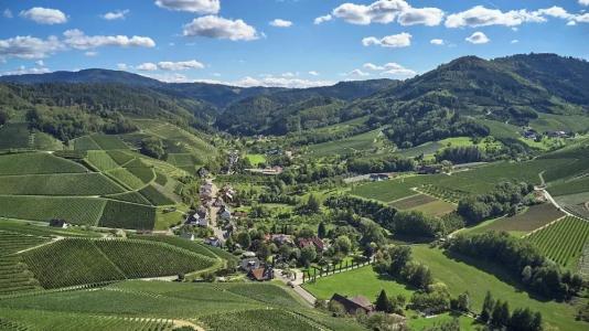 Rebstock Durbach - 112