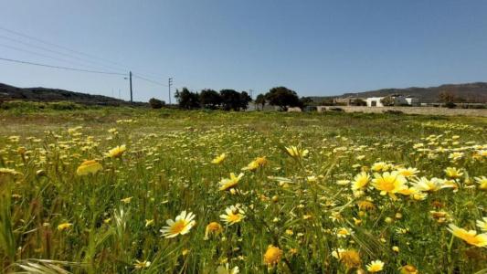 Milos Sea Resort - 273