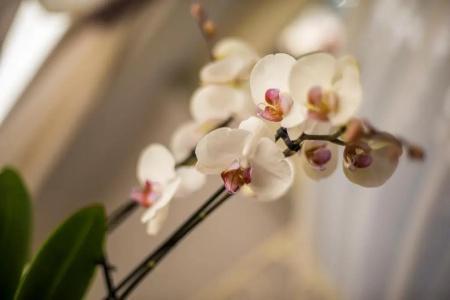Trastevere Royal Suite - 29