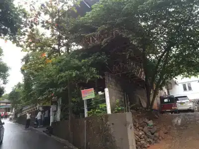 Mango Garden - 11