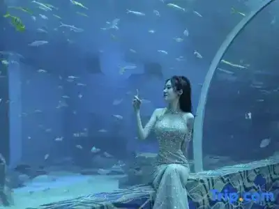 Dali Manju Ocean - 8