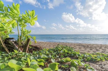 Renaissance Phuket Resort & Spa - Sha Extra Plus - 22