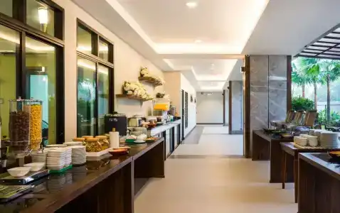 Olive Tree - 17