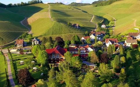 Rebstock Durbach - 46