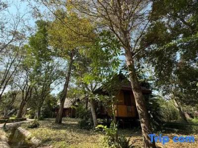 Baan Krating - Sha Plus - 85
