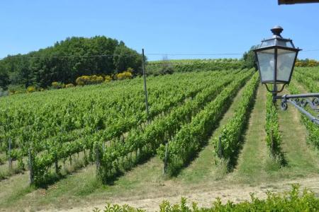 Tenuta Pizzogallo - 71