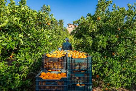Finca Ca's Curial - Agroturismo - Adults Only - 13