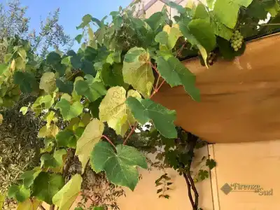 La Firenze del Sud - 4