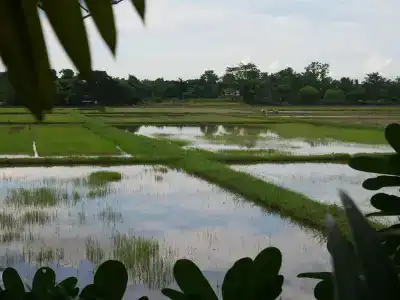 Baan Suan Palm - 11