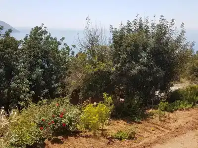 Shiva Camp - 19