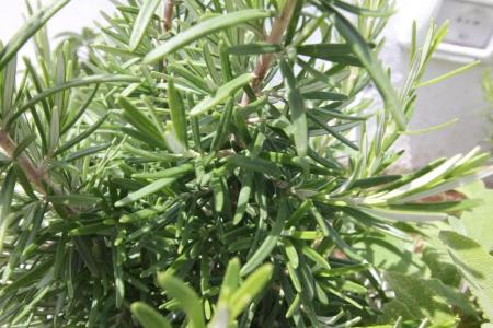 Intorno Al Fico - 88