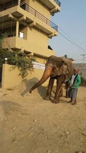 Sauraha - 7