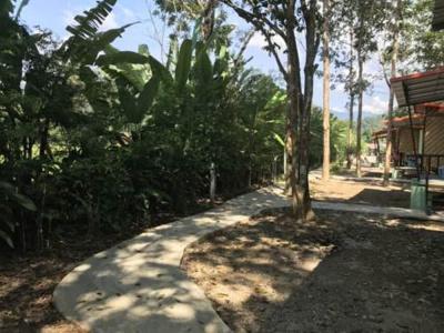Khaosok Bamboo Huts - 14