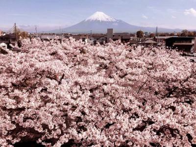 Fuji Park - 7