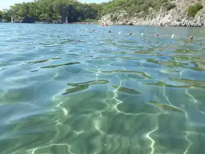 Dolphin Park - 17