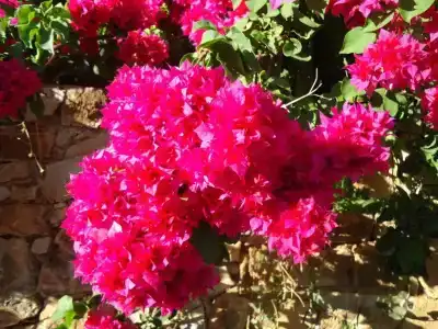 Alonissos Beach Bungalows And Suites - 43