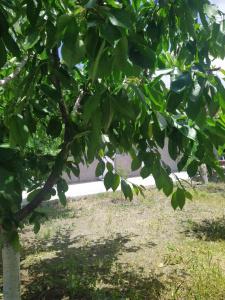 Vanand Guest House - 14