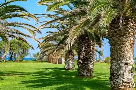 Agapi Beach Resort Premium All Inclusive - 63