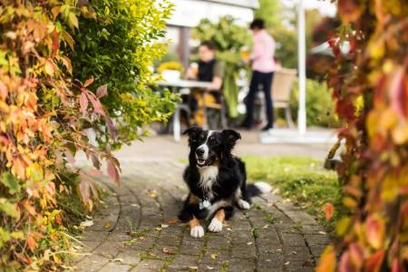 Landgasthof Gilsbach - 23