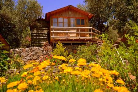 Olive Garden Kabak - 65