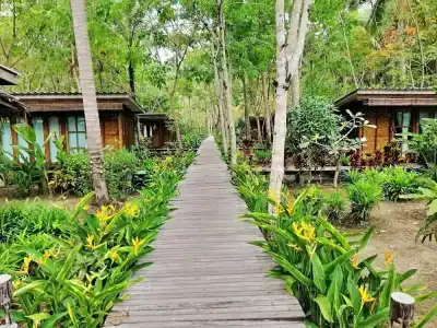Jungle Koh - 24