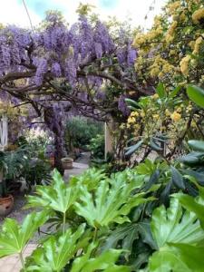 Albergo Fiorenza & Banksia Meublè - 13