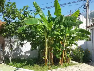 Yard Paradise - 38