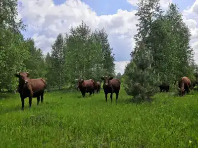 Красивая Усадьба - 42