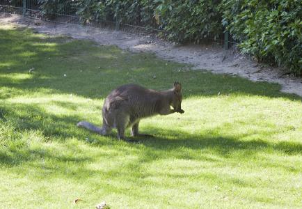 Hôtel du Jardin des Plantes - 17