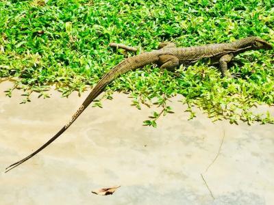 Saman Resort Yala - 38