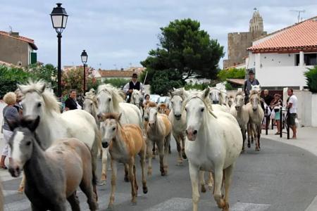 Hôtel Le Neptune en Camargue - 34