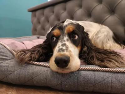 & Bio Restaurant Schwarzer Bock - 43