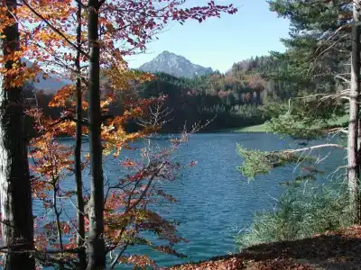 Die Lilie / Garni - 4