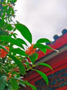 Wenjun Courtyard Chengdu ( Kuanzhai Branch) - 32