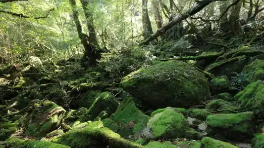 Minshuku Yakusugi-sou - 18