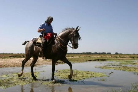 Doñana Blues - 3