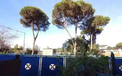 Coccinella - 69