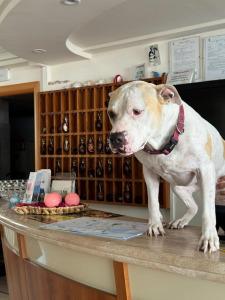 Rondinella e Viola - 17