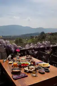 Vinifera Vineyards - 29