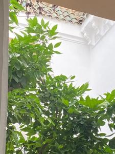 Riad Les Orangers D'alilia - 58