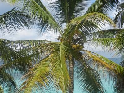 Paradise Beach Bungalows - 17