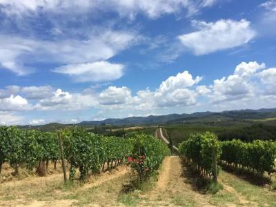 Wine Dievole - 33