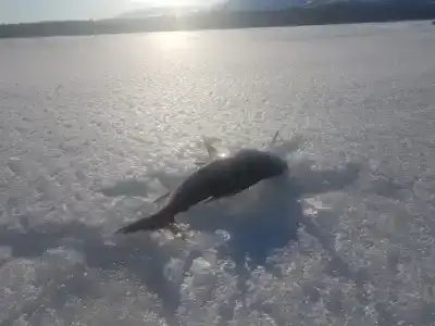 У Сейдозера - 20