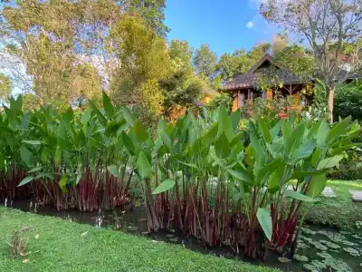 Pura Vida - 32