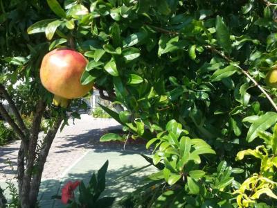 Yard Paradise - 28