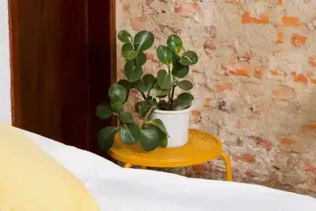 Casa Canario - 53